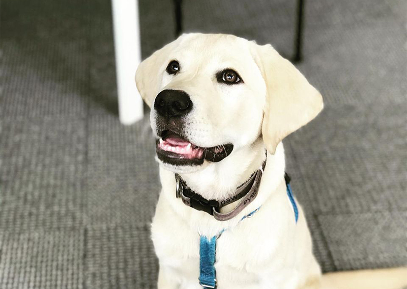 Dog Veterinary Care, Raleigh