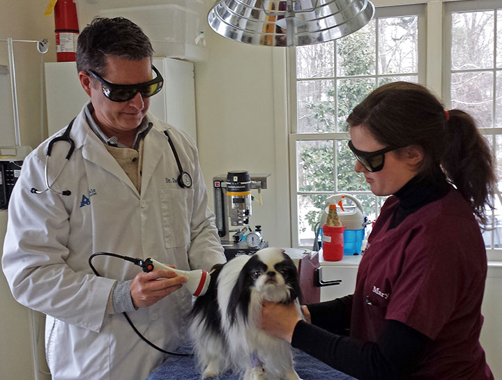 Laser Therapy for Dogs