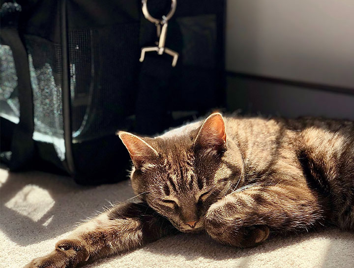 Pet Health Certificates