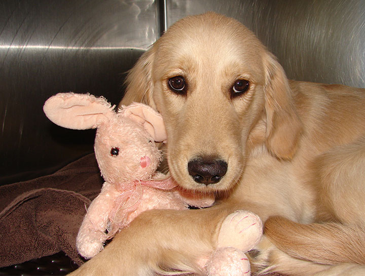 Emergency Pet Care